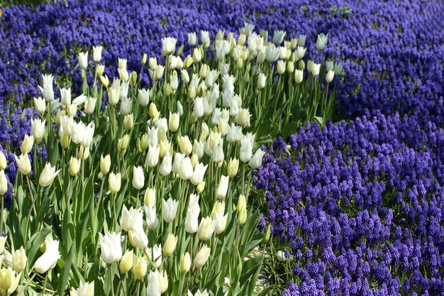 Jardín de tulipanes y jacintos