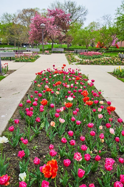 Jardín de tulipanes de primavera de colores del día de San Valentín en el parque de la ciudad