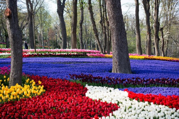 Jardín de tulipanes en primavera