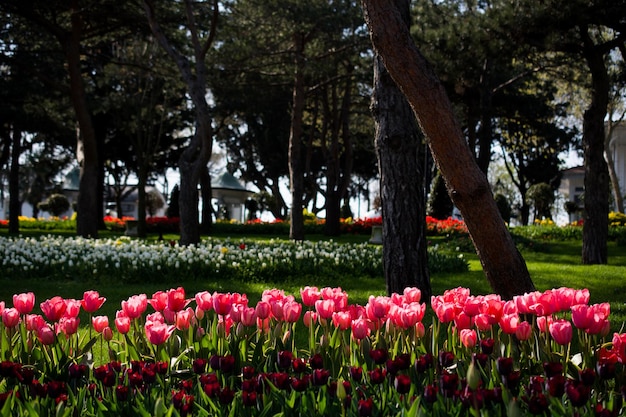 Jardín de tulipanes en primavera