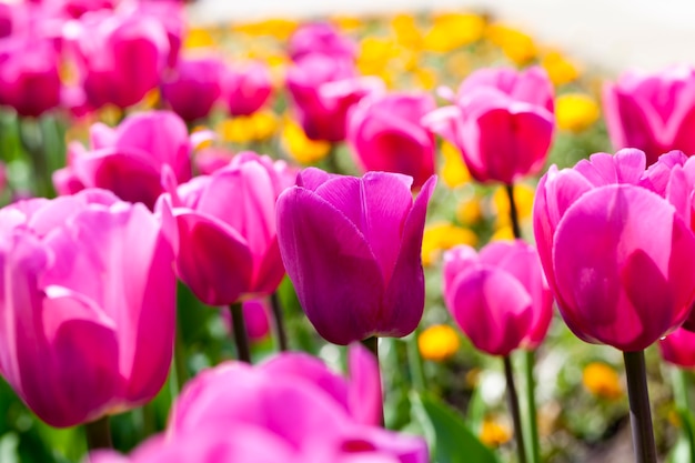 Jardín con tulipanes en la temporada de verano, una gran cantidad de flores de tulipán para la decoración del jardín.