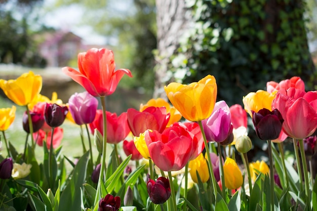 Jardín de tulipanes con varios colores de tulipanes.