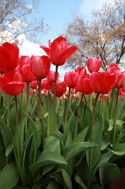 Jardín de tulipanes