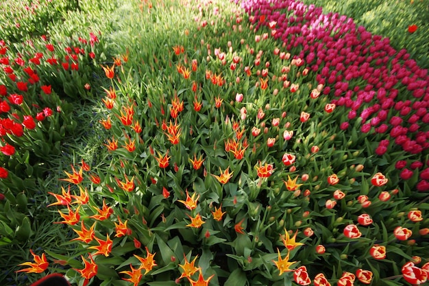 Jardín de tulipanes