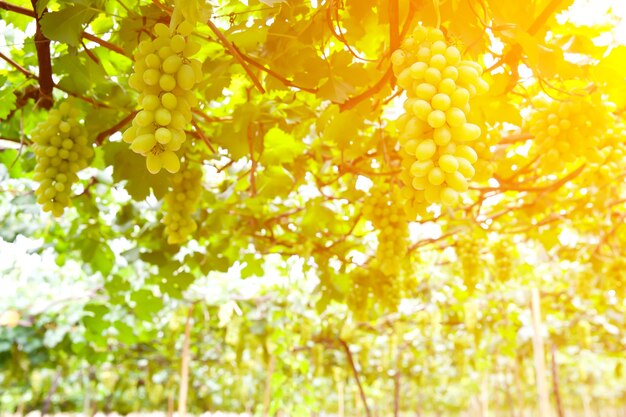 Jardín de uvas con luz solar por la mañana.