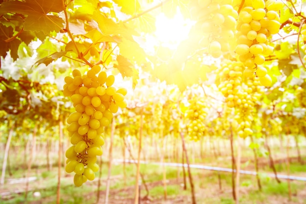 Jardín de uvas con luz solar por la mañana.