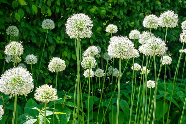 Jardín de verano con altas flores blancas y hierba verde