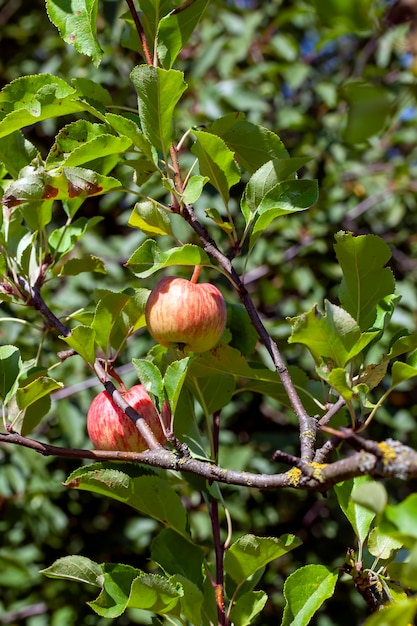 Foto jardín de verano con árboles frutales y actividad agrícola de cosecha de manzanas para la producción de manzanas