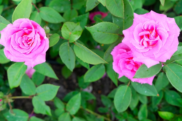 Jardín de verano con rosas rosadas y hojas verdes.