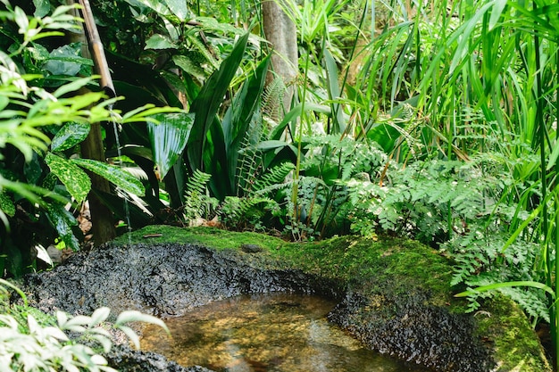 Jardín verde con agua en el medio.