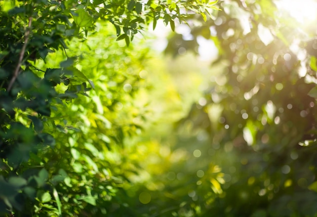 jardín verde borroso en rayos de sol. Bokeh