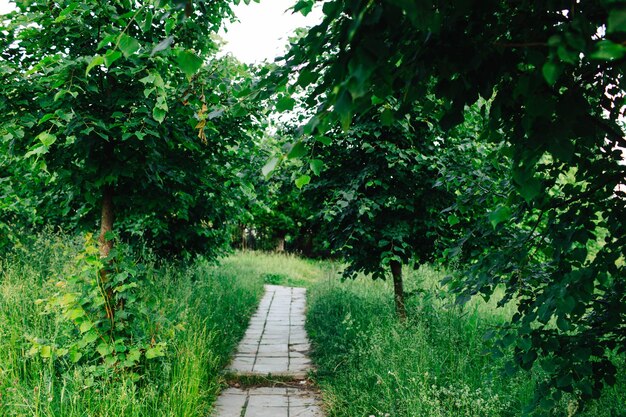 Jardín verde Un camino en el parque Vida en el campo Privacidad con la naturaleza Aire fresco