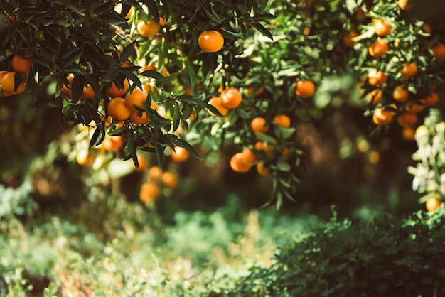 jardín verde mandarina