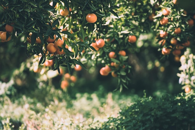 jardín verde mandarina