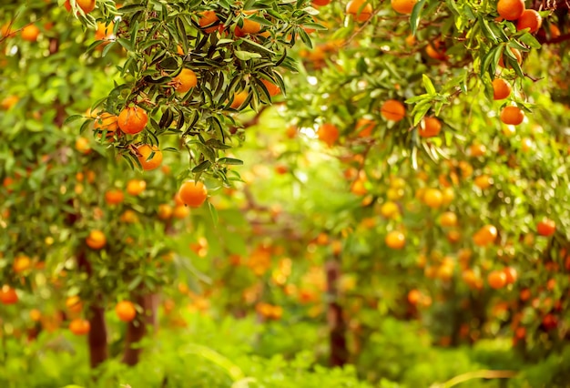 jardín verde mandarina