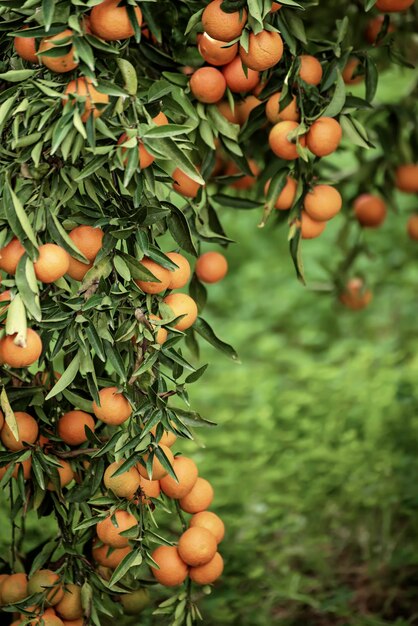 jardín verde mandarina