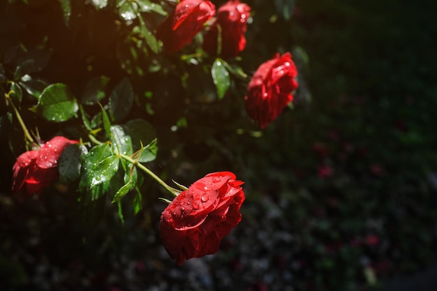 Jardín verde oscuro con rosas rojas y gotas de lluvia