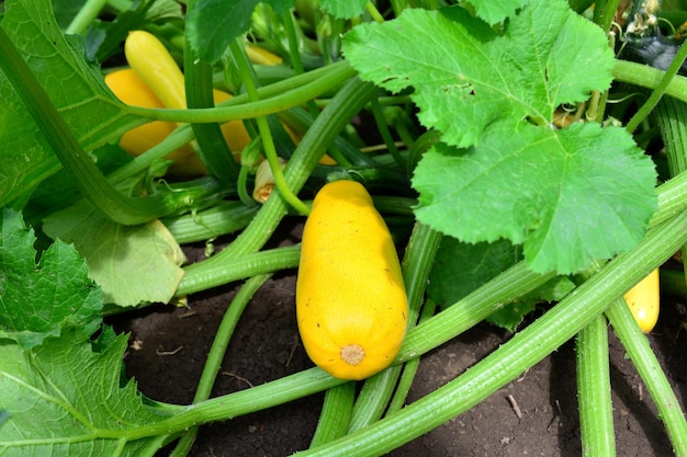 jardín de verduras con calabazas amarillas aisladas de cerca