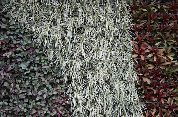 Jardín vertical con varias plantas tropicales.