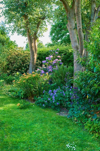 Jardín vibrante con flores de árboles y césped con hierba verde que crece en un patio trasero tranquilo Hermosas plantas con flores y arbustos en la naturaleza Belleza serena del paisaje al aire libre en un parque en verano