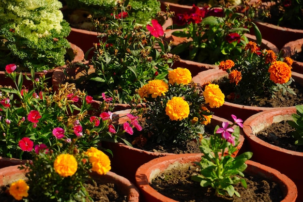 Jardín y vivero de plantas imagen HD