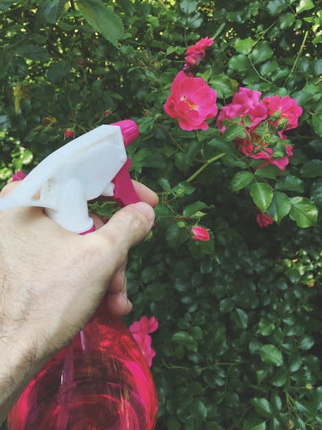 Foto jardinagem - arbusto de rosas