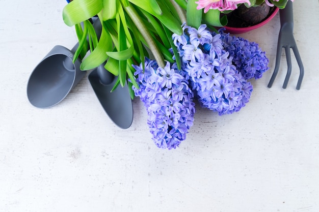 Jardinagem com flores frescas de jacinto azul, pá e ancinho