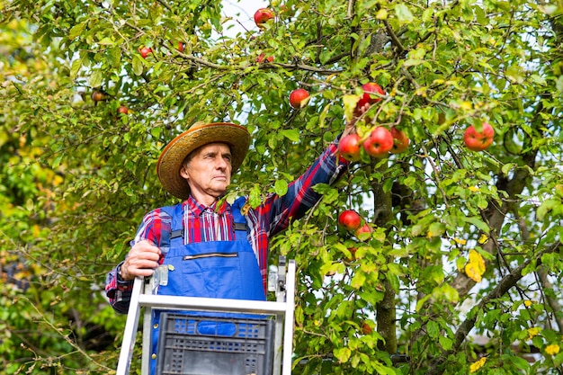 Jardinagem de colheitadeira com frutas maduras de verão agricultor bonito em uniforme colhendo maçãs da árvore