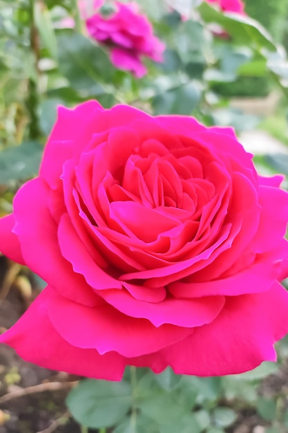 Jardinagem de flores rosas Uma planta com flores Um cartão de felicitações