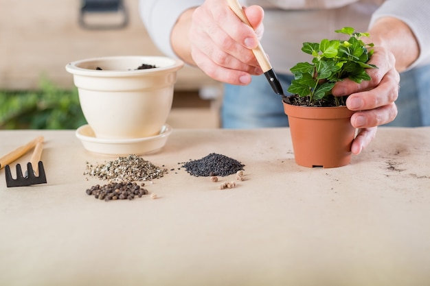 Jardinagem do apartamento. Homem envolvido em vasos de plantas. Planta de casa com solo e ferramentas de jardim.