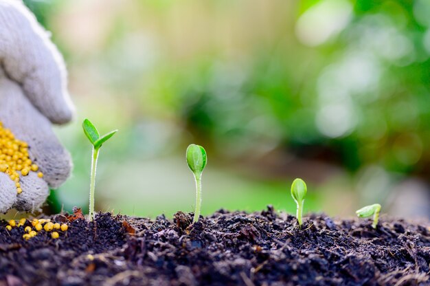 Jardinagem doméstica quando Bloqueio e Auto-quarentena. Plantar sementes no solo de um jardim botânico durante a crise do vírus Corona. Fique em casa para relaxar e se distanciar socialmente.