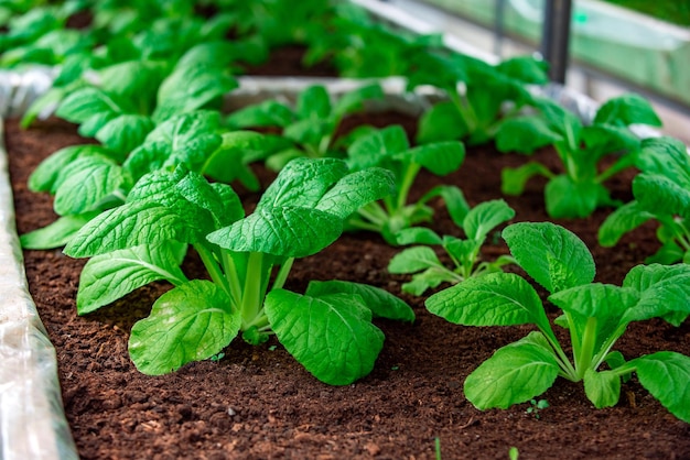 Jardinagem e plantio de ervas crescentes em estufa