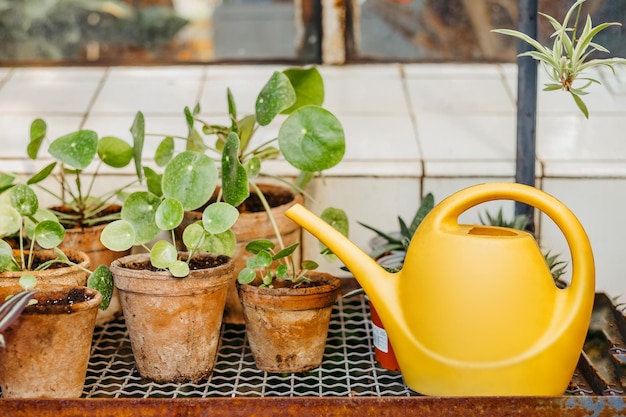 jardinagem em casa de estufa regar pode e as plantas