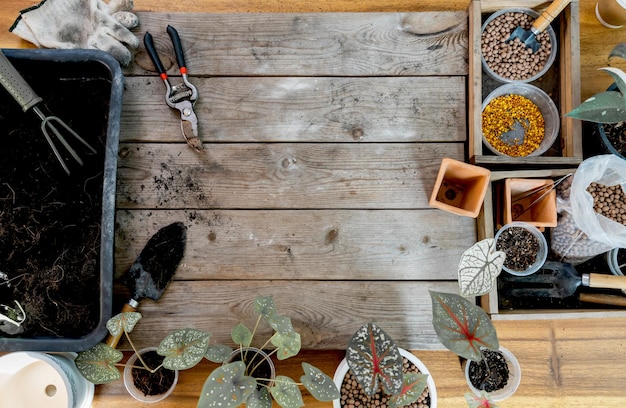 Jardinagem em casa e plantio de árvores na mesa de madeira. relaxe e estilo de vida na temporada de primavera.