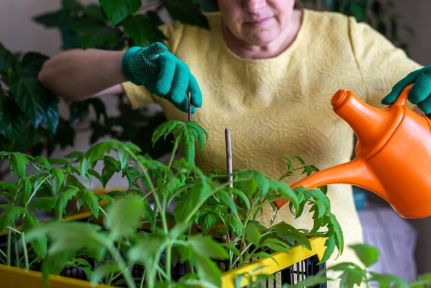 Jardinagem em casa uma jardineira com idade cuida de mudas de tomate em casa regando de um regador O conceito de cultivo de plantas sazonais Hobby sênior