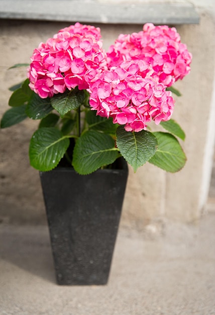jardinagem, flores, decoração e conceito de flora - lindas flores de hortênsia rosa em vaso ao ar livre