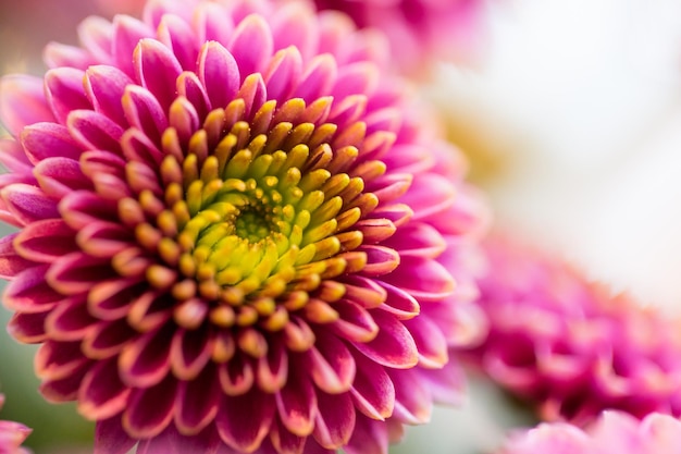 jardinagem, flores, floricultura, feriados e conceito de flora - close-up de belos crisântemos rosa