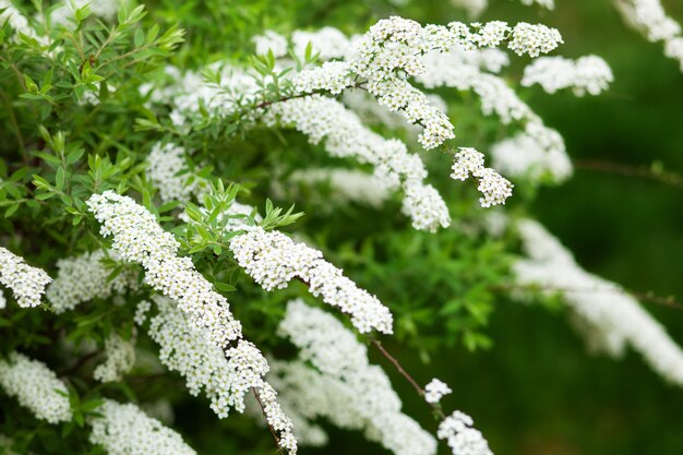 Jardinagem. horta, canteiro de flores. folhas verdes, arbustos. spirea wangutta. spiraea vanhouttei, arbusto ornamental da família rosaceae. arbusto de flores brancas na primavera. spiraea cinerea grefsheim na primavera