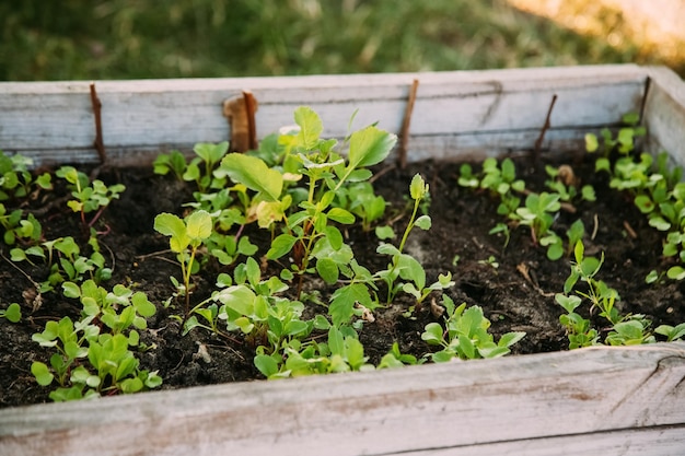 Jardinagem natural de salada de estufa de mudas verdes