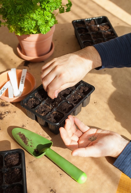 Jardinagem, plantando em casa. homem semeando sementes em caixa de germinação