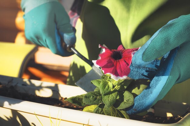 Jardinagem. Plantando flores.