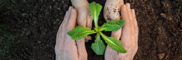 Jardinagem, plantando plantas no jardim