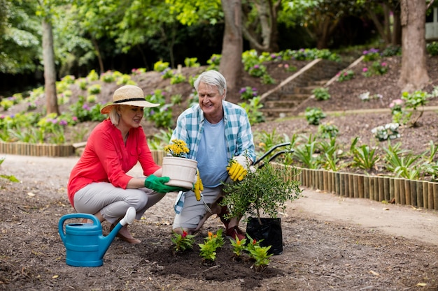 Jardinagem sênior dos pares