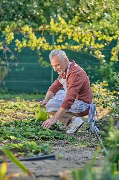 Jardinagem. Um homem de camisa bordô trabalhando em seu jardim e parecendo ocupado