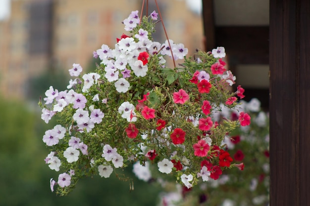 Jardinagem urbana - canteiro de flores vermelhas e brancas no parque da cidade, close-up