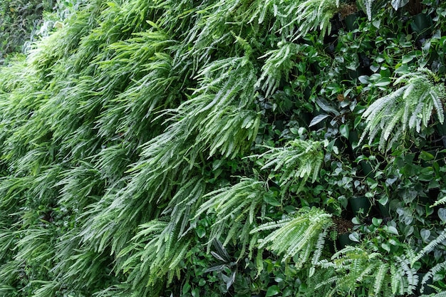 Jardinagem vertical Samambaia e scindapsus Plantas no interior Tendência de conceito ecológico natural, fundo ecológico verde universal