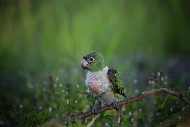 Jardine Parrot Poicephalus Gulielmi xAbaby pássaro no fundo da grama verde