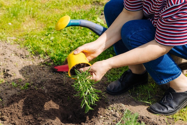 Jardineira branca segura alecrim de um vaso de flores para plantar no chão