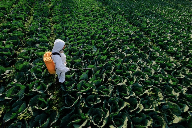 Jardineira com roupa de proteção e máscara pulveriza fertilizante em uma enorme planta de repolho