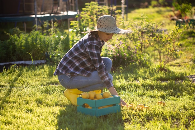 Jardineira de chapéu pega limões em uma cesta